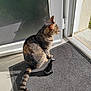 cat, tabby_cat, mat, door, glass, reflection, sunlight, indoor, figurine, black_figurine, pet, animal, tail, sitting, shadow, floor, window, home, quiet, daylight
