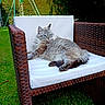 Bb participe au concours pour gagner de l'argent avec cette photo : cat, fluffy, blue_eyes, wicker_chair, outdoor, garden, grass, greenery, cushion, relaxed, pet, animal, feline, sunlight, nature, hedge, daylight, resting, backyard, leisure