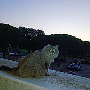 Bb a rejoint le concours — aidez-le/la à gagner de superbes lots ! cat, fluffy_cat, animal, outdoor, dusk, parking_lot, trees, ledg, nature, pet, feline, twilight, quiet, watching, fur, street_lamp, vehicle, evening, wildlife, sky