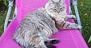 Bb participe au concours pour gagner de l'argent avec cette photo : cat, feline, pet, animal, lounging, chair, pink_chair, outdoor, garden, grass, greenery, relaxing, fluffy, tabby, striped, resting, summer, nature, daylight, mesh_fabric