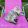animal, cat, chair, daylight, feline, fluffy, garden, grass, greenery, lounging, mesh_fabric, nature, outdoor, pet, pink_chair, relaxing, resting, striped, summer, tabby