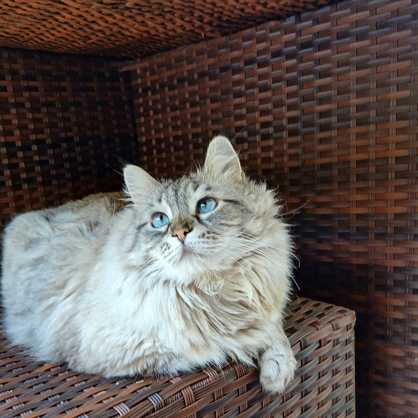 Bb