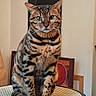 cat, bengal_cat, striped, spotted, green_eyes, sitting, table, indoor, furniture, portrait, animal, pet, whiskers, fur, looking, close_up, domestic_cat, mammal, feline, calm