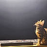 Arès a rejoint le concours — aidez-le/la à gagner de superbes lots ! bengal_cat, cat, pet, animal, feline, indoor, wooden_surface, spot_pattern, curious, sitting, looking_up, domestic_cat, ears_up, side_view, mammal, whiskers, light_and_shadow, background, household, furniture