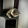 cat, sleeping, pet, feline, gray_cat, round_face, closed_eyes, whiskers, fur, paws, cat_tree, scratching_post, indoor, home, resting, relaxed, cozy, portrait, dramatic_lighting, nap
