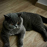 Urus participe au concours pour gagner de l'argent avec cette photo : cat, gray_cat, feline, pet, animal, indoor, wooden_floor, floor, lying_down, lounging, short_hair, round_face, amber_eyes, whiskers, ears, paws, tail, dark_fur, home, portrait