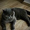 cat, gray_cat, feline, pet, animal, indoor, wooden_floor, floor, lying_down, lounging, short_hair, round_face, amber_eyes, whiskers, ears, paws, tail, dark_fur, home, portrait