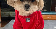 Maximus is registered to the contest to win money with this photo: dog, small_dog, fluffy, white_fur, red_jersey, nfl, pet, portrait, sitting, indoors, countertop, kitchen, face, eyes, nose, paws, long_hair, groomed, cute, sports_fan