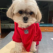 Maximus joined the competition — help win amazing prizes! dog, small_dog, fluffy, white_fur, red_jersey, nfl, pet, portrait, sitting, indoor, table, home, kitchen, long_hair, cute, black_nose, dark_eyes, animal, sportswear, photography
