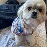 Maximus is registered to the contest to win money with this photo: dog, small_dog, white_dog, fluffy, pet, canine, portrait, close_up, sitting, dressed_pet, pink_dress, floral_clothing, bed, floral_bedding, indoors, home, cute, long_fur, black_nose, looking_at_camera