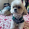 Maximus is registered to the contest to win money with this photo: dog, small_dog, fluffy, white_fur, pet, canine, portrait, sitting, plaid_outfit, clothing, green, bed, bedroom, bedding, patterned_blanket, laundry, closet, indoor, cute, groomed