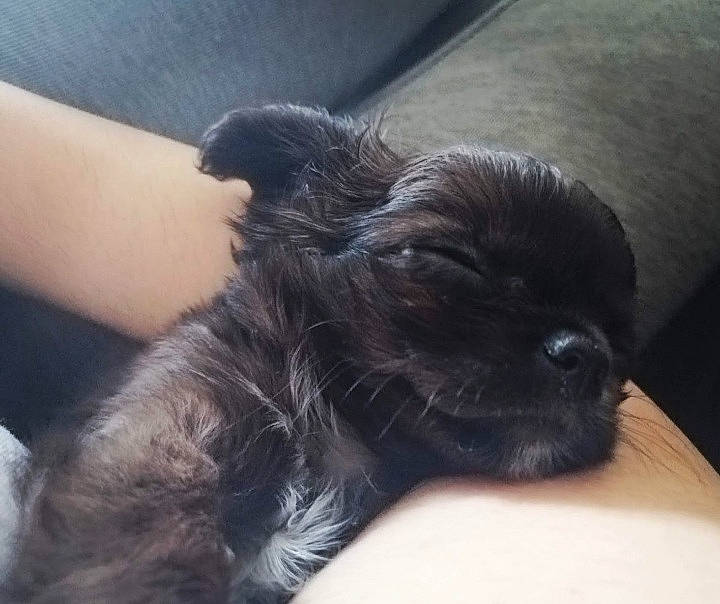 Dior is registered to the contest to win money with this photo: carnivore, comfort, companion_dog, dog, dog_breed, ear, fawn, felidae, fur, gesture, liver, nail, paw, puppy_love, small_to_medium_sized_cats, snout, terrier, toy_dog, whiskers, working_animal