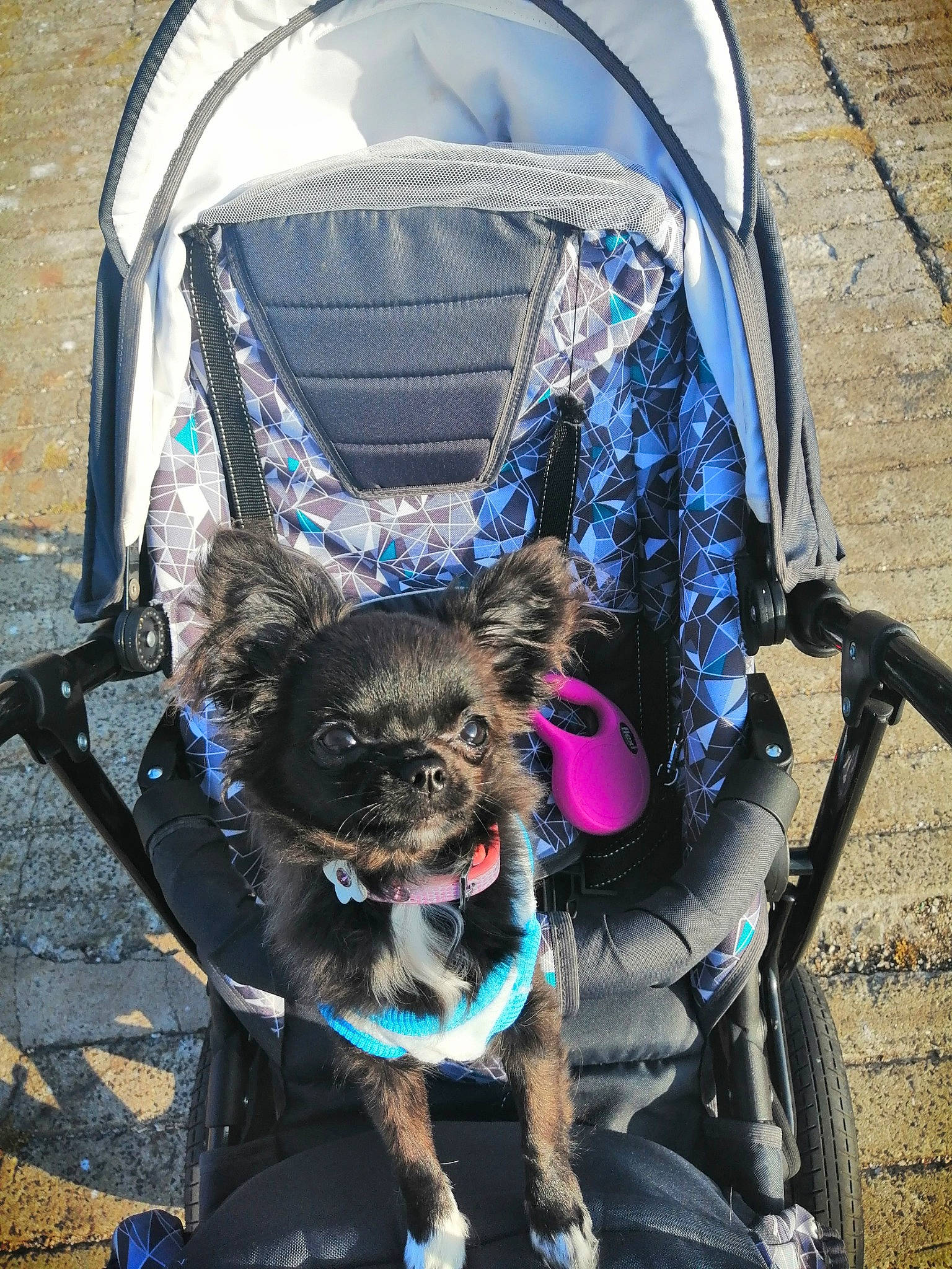 Dior joined the competition — help win amazing prizes! baby_carriage, bag, blue, carnivore, collar, dog, dog_breed, dog_supply, electric_blue, fawn, grass, leash, pet_supply, photograph, purple, recreation, snapshot, snout, sporting_group, working_animal