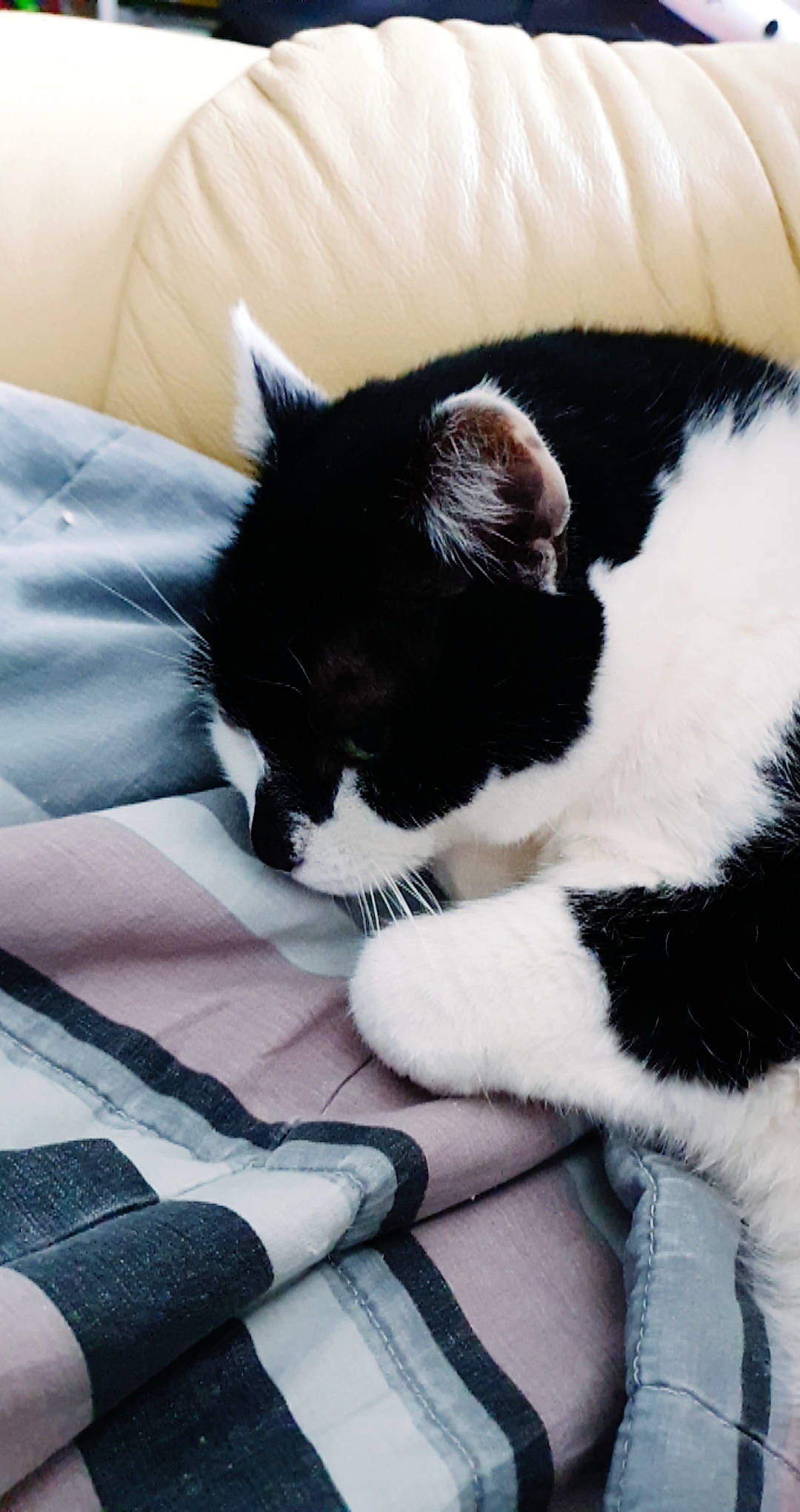 Saphir a rejoint le concours — aidez-le/la à gagner de superbes lots ! bedding, carnivore, cat, cat_supply, claw, comfort, domestic_short_haired_cat, felidae, fur, grey, linens, nap, paw, small_to_medium_sized_cats, tail, terrestrial_animal, whiskers