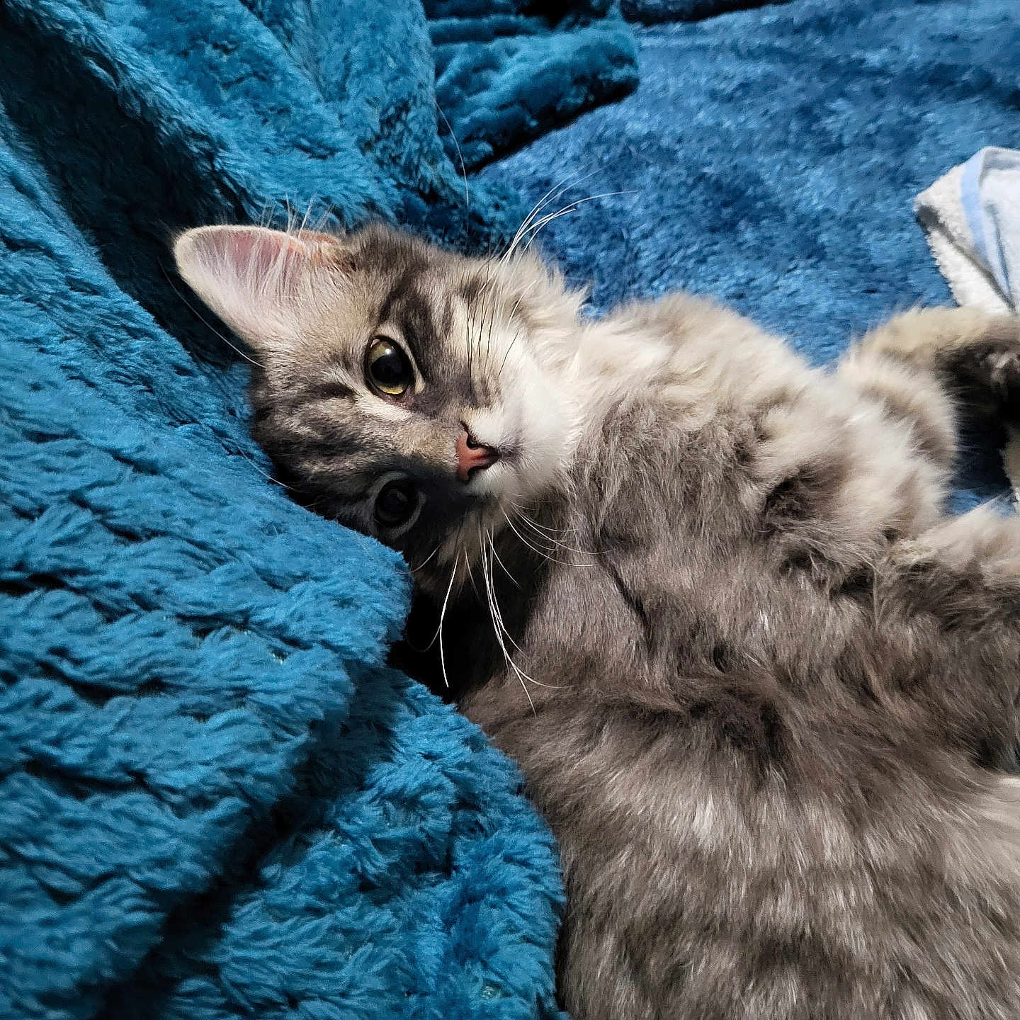 Grizou Vagabond participe au concours pour gagner de l'argent avec cette photo : abyssinian, animal, blanket, cat, couch, furniture, homedecor, kitten, laundry, linen, manx, pet, quilt, siamese, towel, velvet