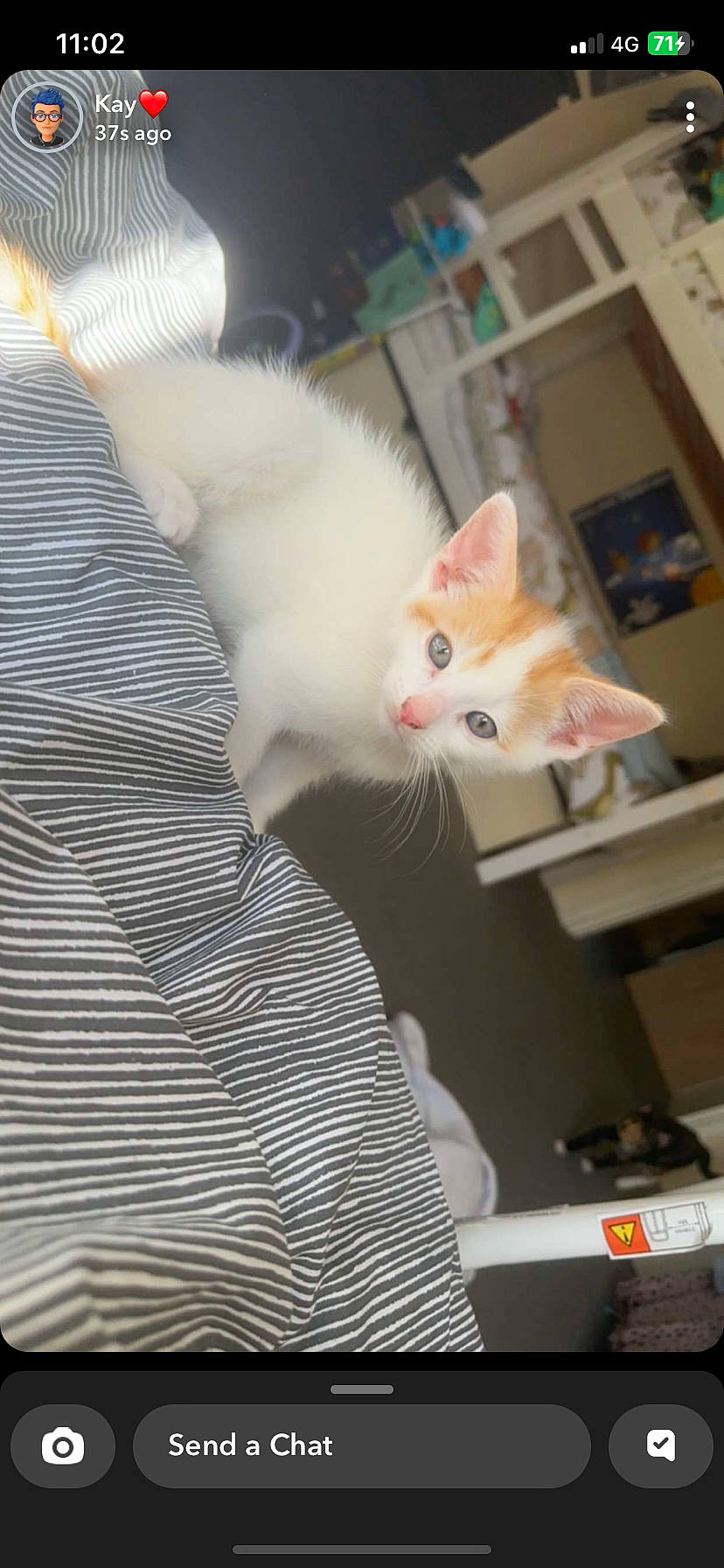 Bizket is registered to the contest to win money with this photo: box, carnivore, cat, claw, domestic_short_haired_cat, fawn, felidae, flooring, fur, paw, shelf, small_to_medium_sized_cats, tail, whiskers, wood