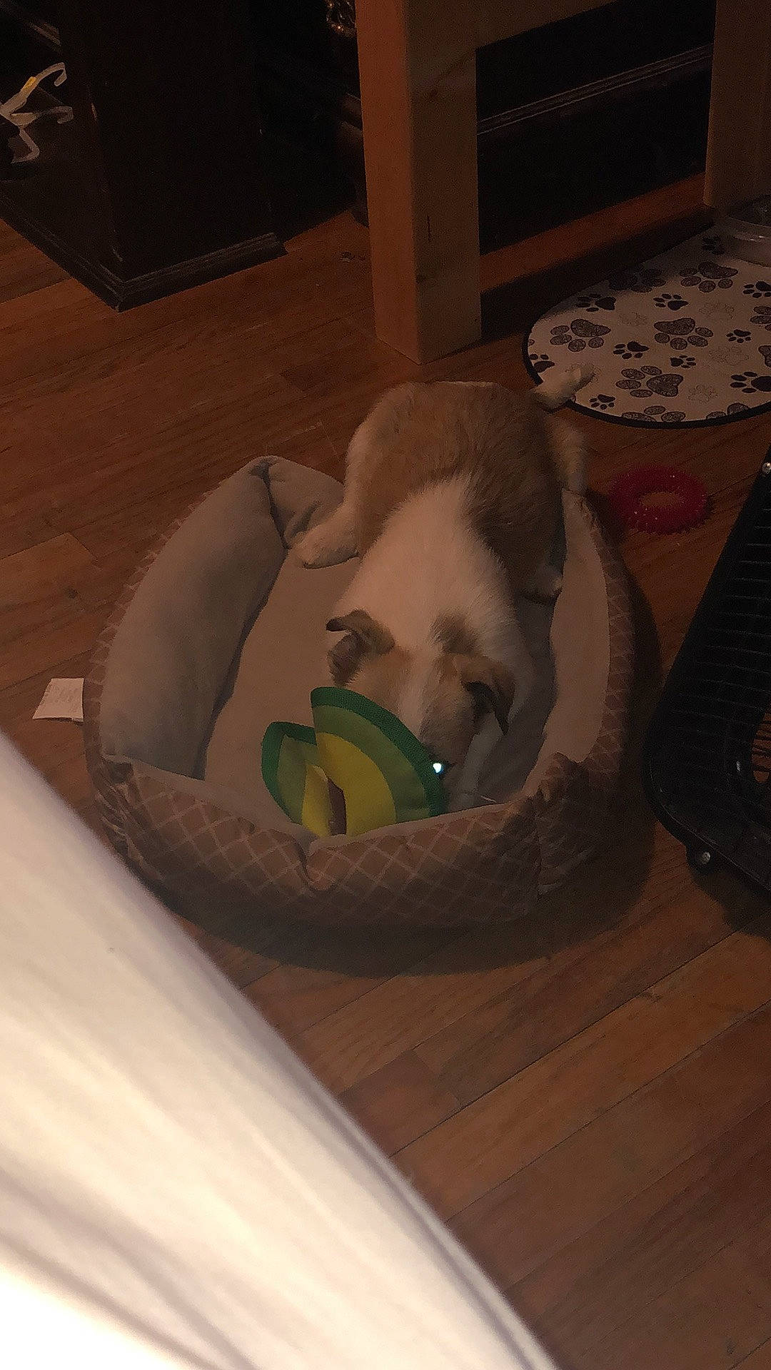 Luna joined the competition — help win amazing prizes! carnivore, cat, cat_bed, comfort, companion_dog, dog_breed, fawn, felidae, flooring, fur, goggles, hardwood, linens, personal_protective_equipment, remote_control, room, small_to_medium_sized_cats, tail, whiskers, wood