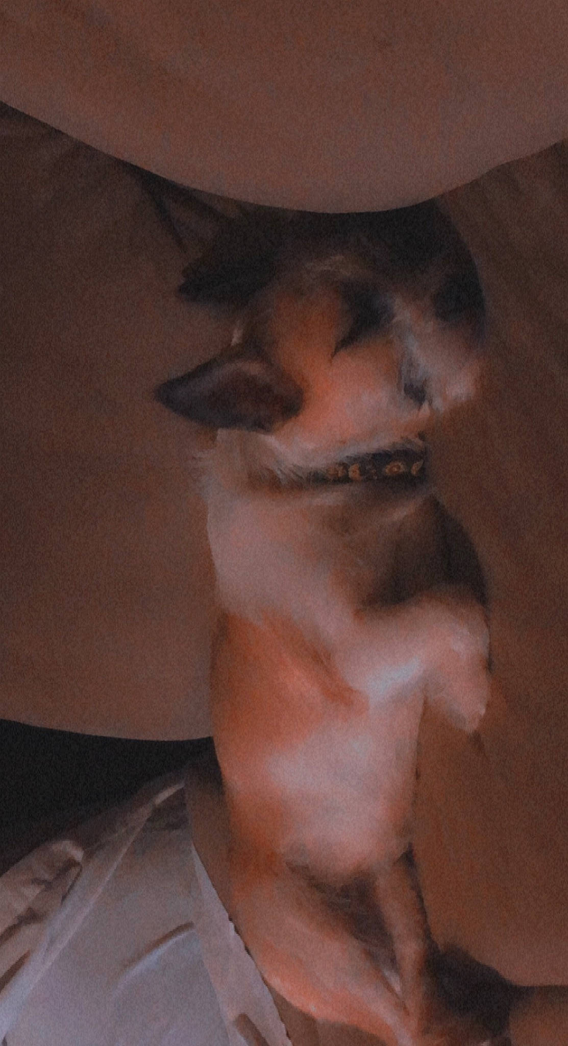 Luna is registered to the contest to win money with this photo: abdomen, barechested, carnivore, chest, comfort, companion_dog, dog_breed, elbow, fawn, felidae, fur, human_leg, knee, small_to_medium_sized_cats, snout, sporting_group, tail, thigh, trunk, whiskers