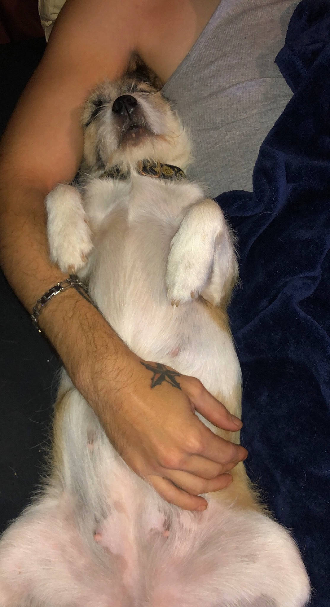 Luna is registered to the contest to win money with this photo: canidae, carnivore, comfort, companion_dog, dog, dog_breed, fawn, fur, non_sporting_group, paw, puppy, puppy_love, snout, sporting_group, tail, toy_dog, whiskers, working_animal