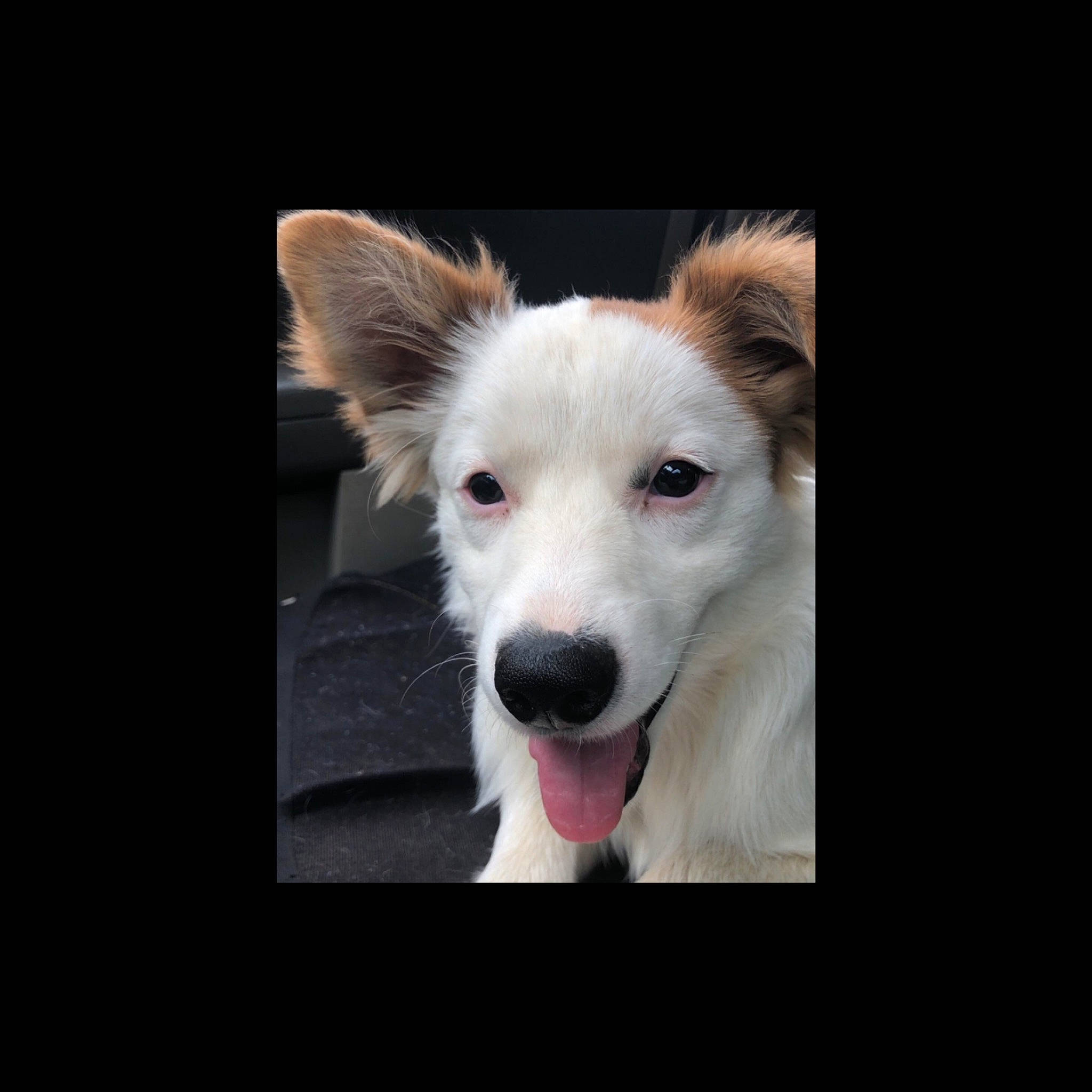 Yuffie joined the competition — help win amazing prizes! ancient_dog_breeds, art, canidae, carnivore, companion_dog, dog, dog_breed, font, fur, happy, non_sporting_group, paw, photo_caption, puppy, sporting_group, square, whiskers, working_animal, working_dog