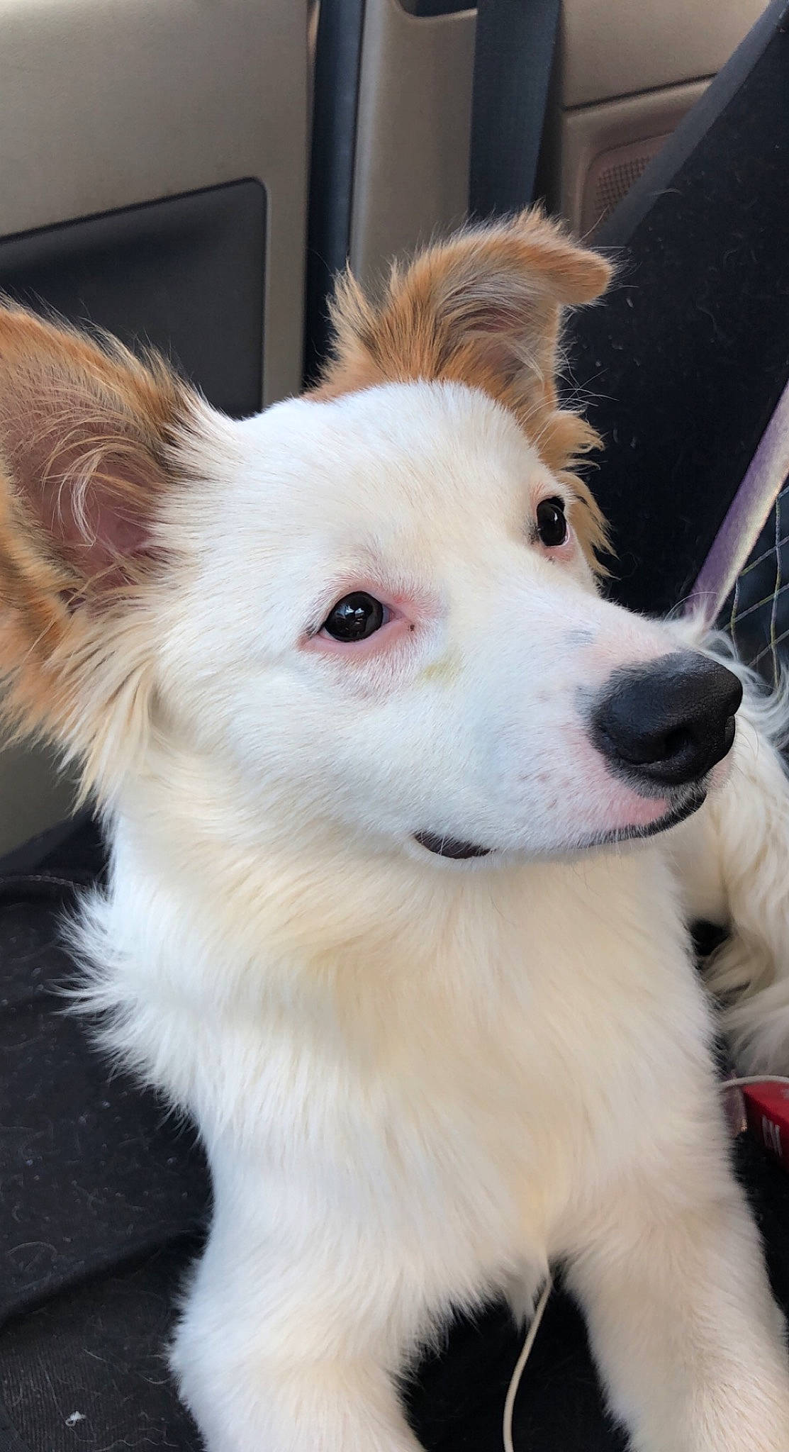 Yuffie joined the competition — help win amazing prizes! ancient_dog_breeds, canidae, carnivore, collar, companion_dog, dog, dog_breed, dog_collar, dog_supply, ear, eye, fawn, fur, head, plant, snout, sporting_group, whiskers, working_animal, working_dog