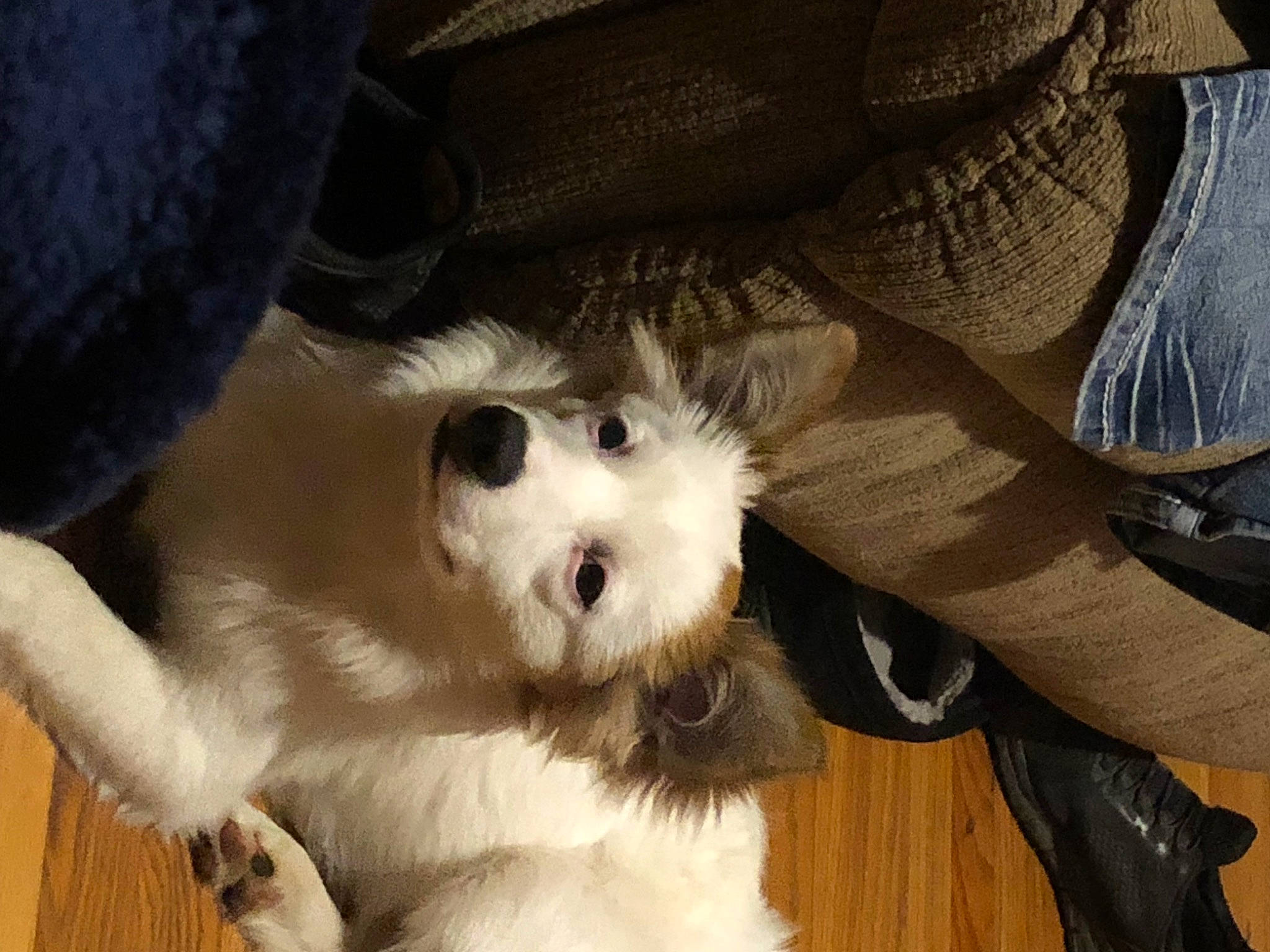 Yuffie joined the competition — help win amazing prizes! canidae, carnivore, companion_dog, dog, dog_breed, dog_clothes, dog_supply, fawn, fur, puppy_love, small_terrier, snout, sporting_group, stuffed_toy, terrier, toy, toy_dog, watch, whiskers, working_animal