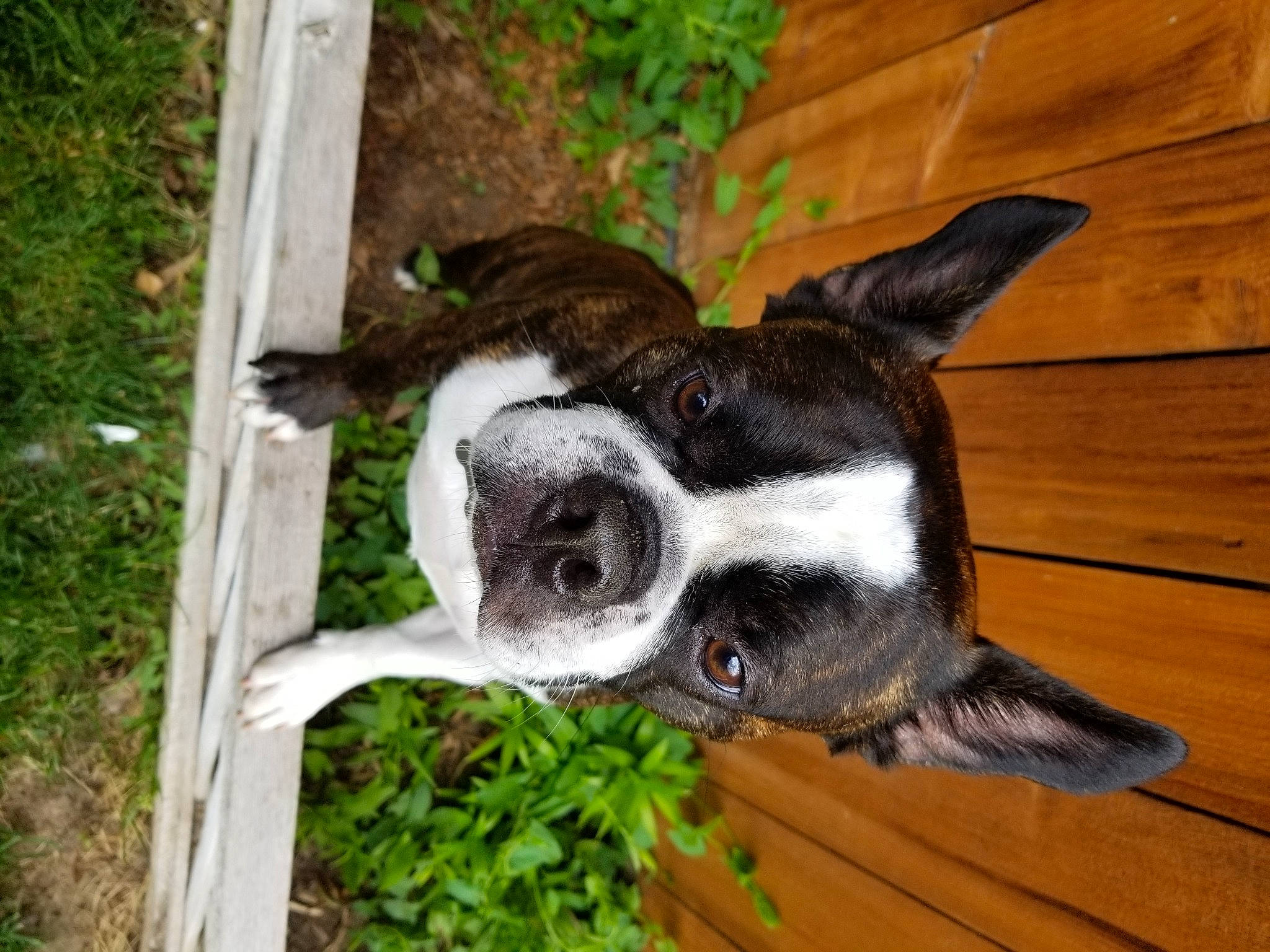 Bow joined the competition — help win amazing prizes! canidae, carnivore, collar, companion_dog, dog, dog_breed, ear, fawn, fur, grass, hardwood, plant, snout, sporting_group, tail, terrestrial_animal, whiskers, wood, wood_stain, working_animal