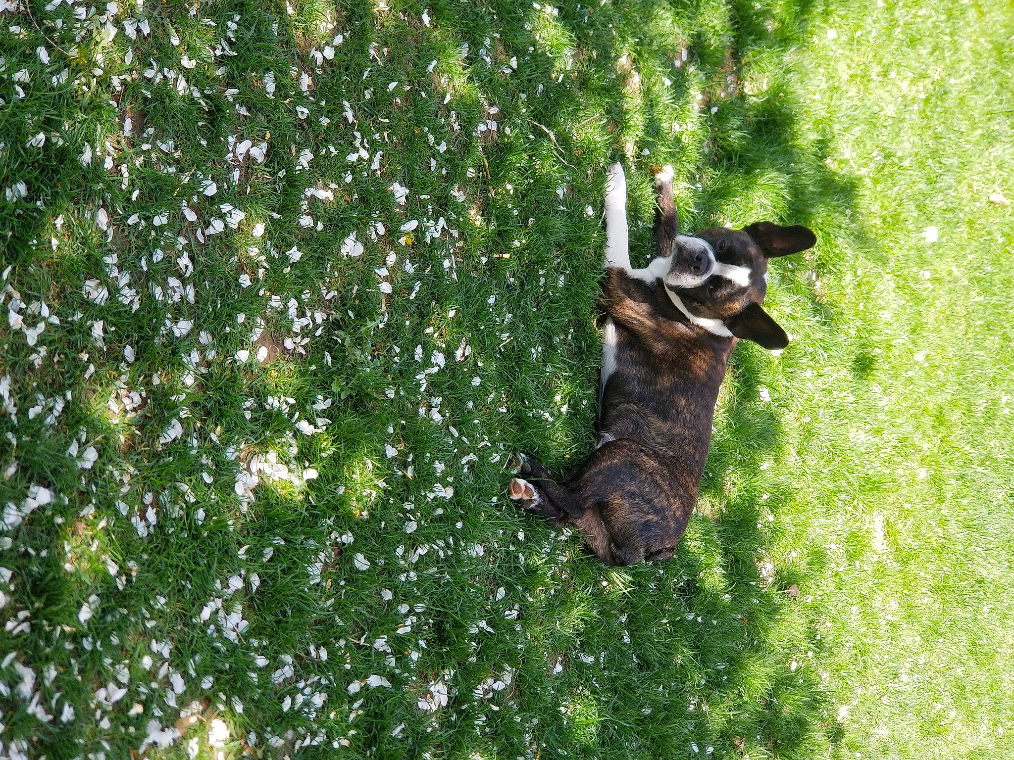 Bow is registered to the contest to win money with this photo: canidae, carnivore, companion_dog, dog, dog_breed, dog_supply, grass, guard_dog, hunting_dog, plant, shrub, sporting_group, tail, terrestrial_animal, toy_dog, tree, working_animal, working_dog