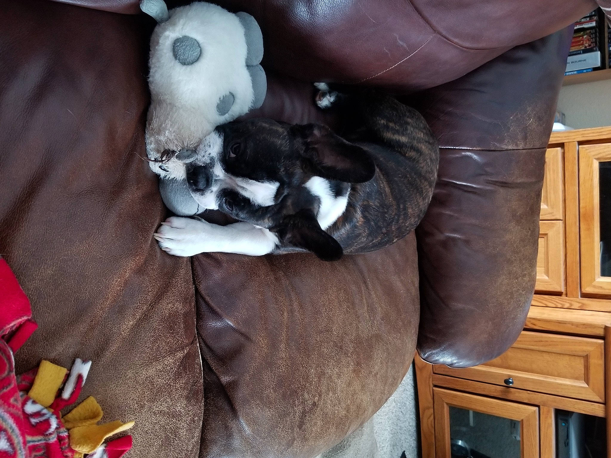 Bow is registered to the contest to win money with this photo: bag, cabinetry, canidae, carmine, comfort, companion_dog, cupboard, dog_breed, fawn, felidae, fur, hardwood, plush, small_to_medium_sized_cats, stuffed_toy, tail, toy, wood, wood_stain, wool