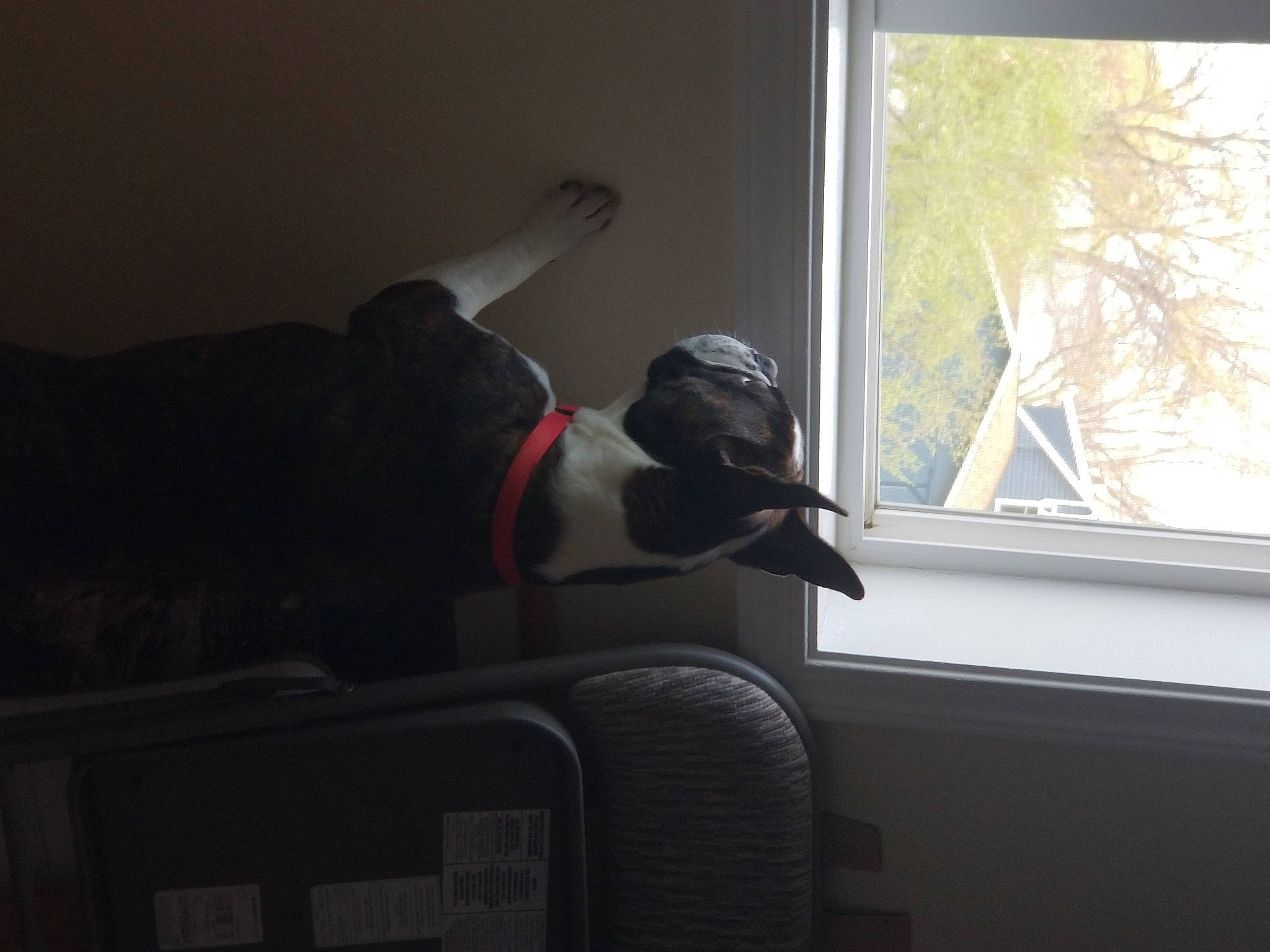 Bow is registered to the contest to win money with this photo: audio_equipment, chair, comfort, companion_dog, darkness, daylighting, flooring, fur, hardwood, house, room, sash_window, sitting, tail, toy, tree, window, window_covering, window_treatment, wood