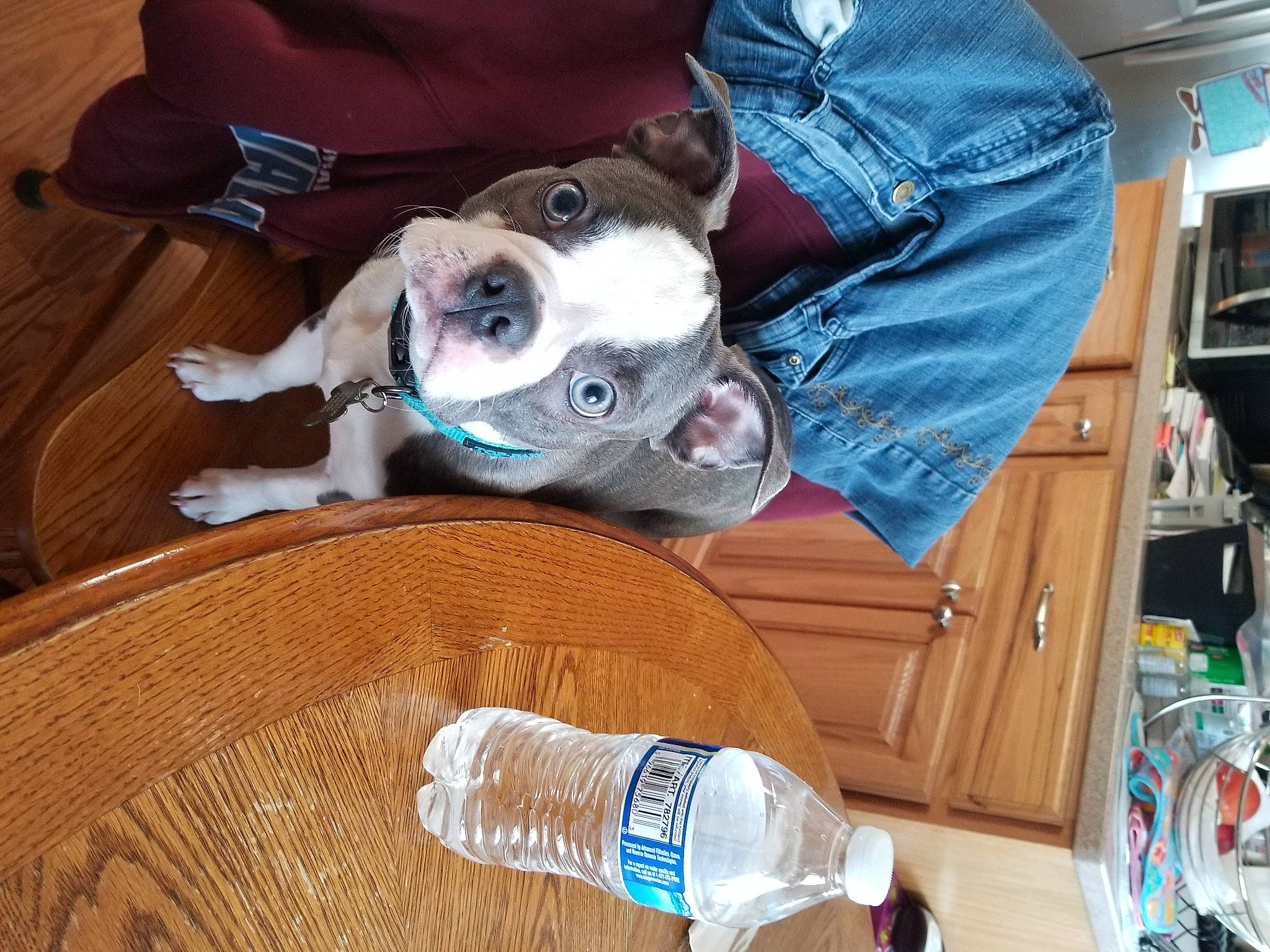 Gracie is registered to the contest to win money with this photo: bottle, carnivore, collar, comfort, companion_dog, dog, dog_breed, drink, drinking_water, drinkware, ear, fawn, mammal, mineral_water, plastic_bottle, shelf, snout, water, wood, working_animal