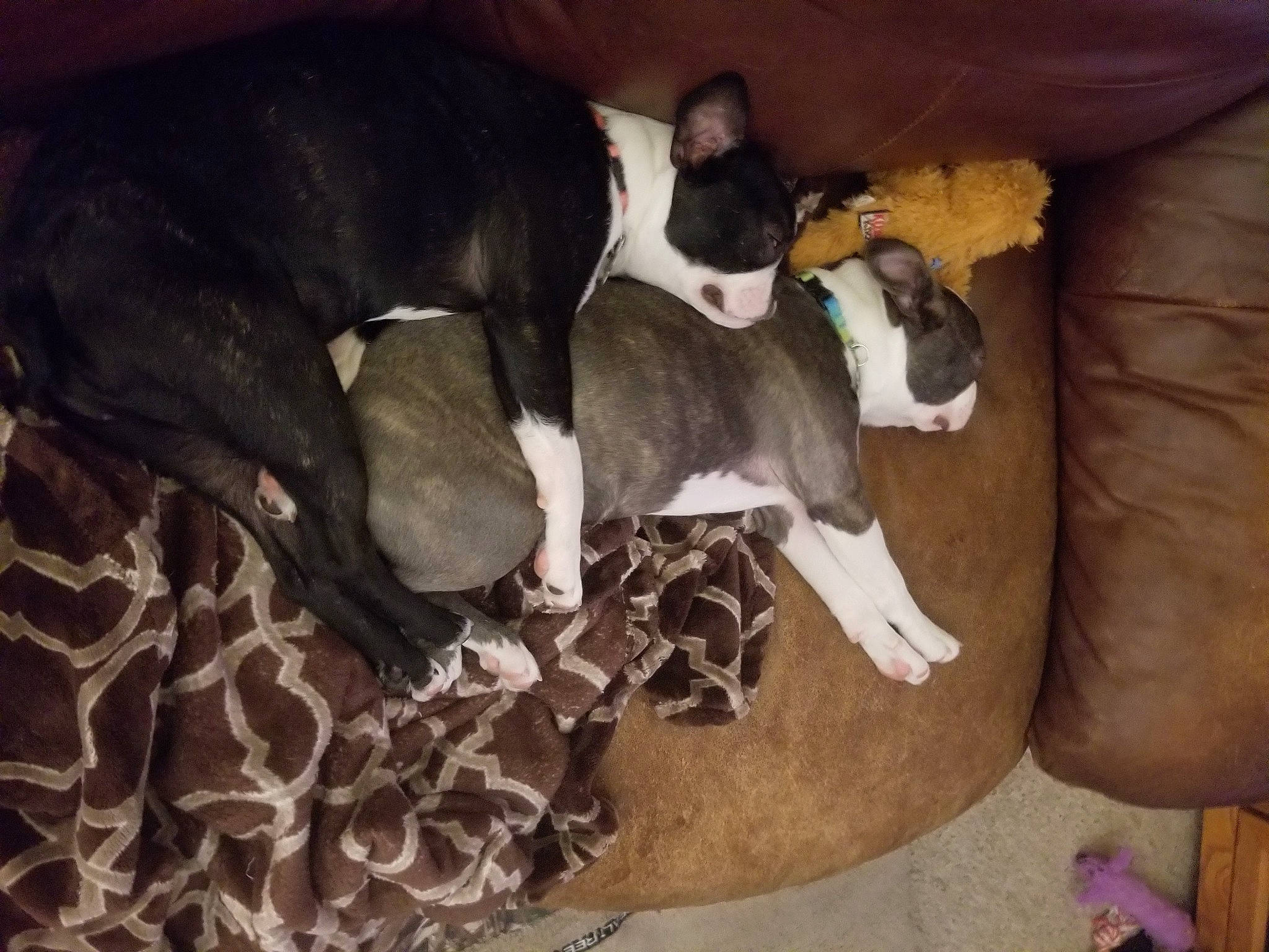 Gracie is registered to the contest to win money with this photo: boston_terrier, canidae, carnivore, comfort, companion_dog, dog, dog_breed, fawn, nap, non_sporting_group, paw, puppy, snout, sporting_group, tail, terrestrial_animal, wood, working_animal