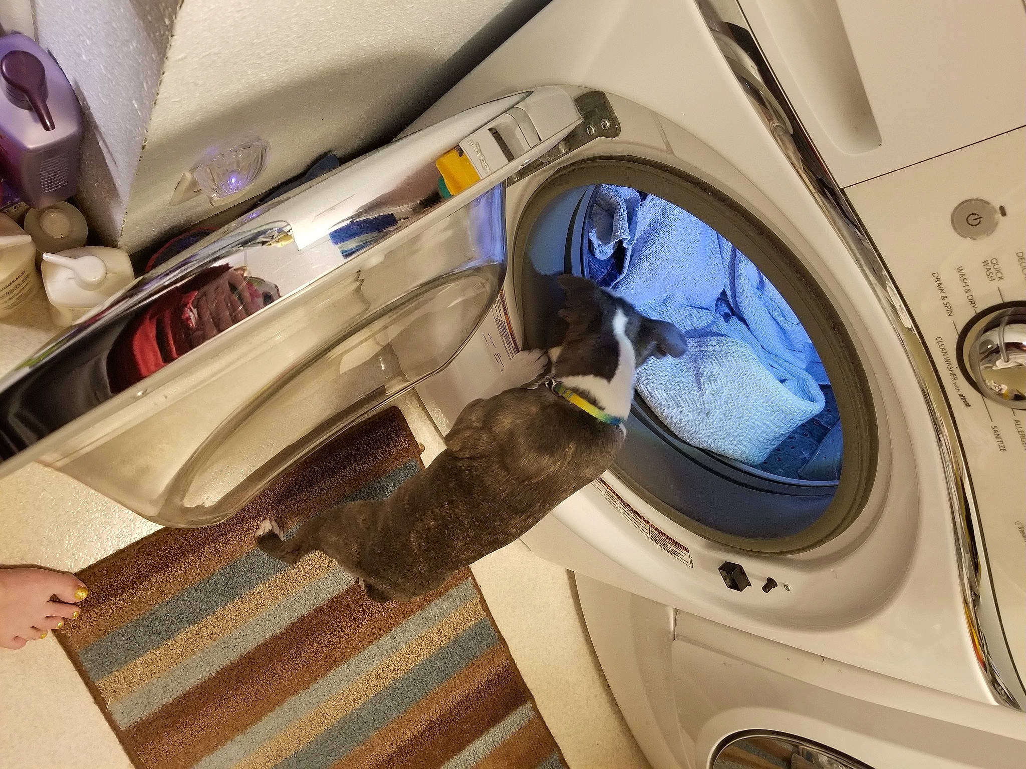 Gracie joined the competition — help win amazing prizes! auto_part, automotive_design, automotive_exterior, automotive_wheel_system, car, car_seat, circle, clothes_dryer, electric_blue, engineering, family_car, luxury_vehicle, machine, mid_size_car, motor_vehicle, personal_luxury_car, steering_wheel, transport, vehicle, vehicle_door