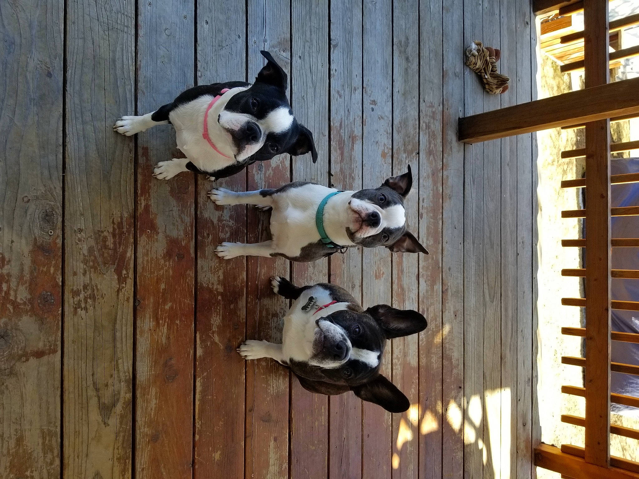 Gracie joined the competition — help win amazing prizes! carmine, carnivore, collar, companion_dog, dog, dog_breed, door, hardwood, non_sporting_group, pet_supply, sporting_group, tail, window, wood, working_animal