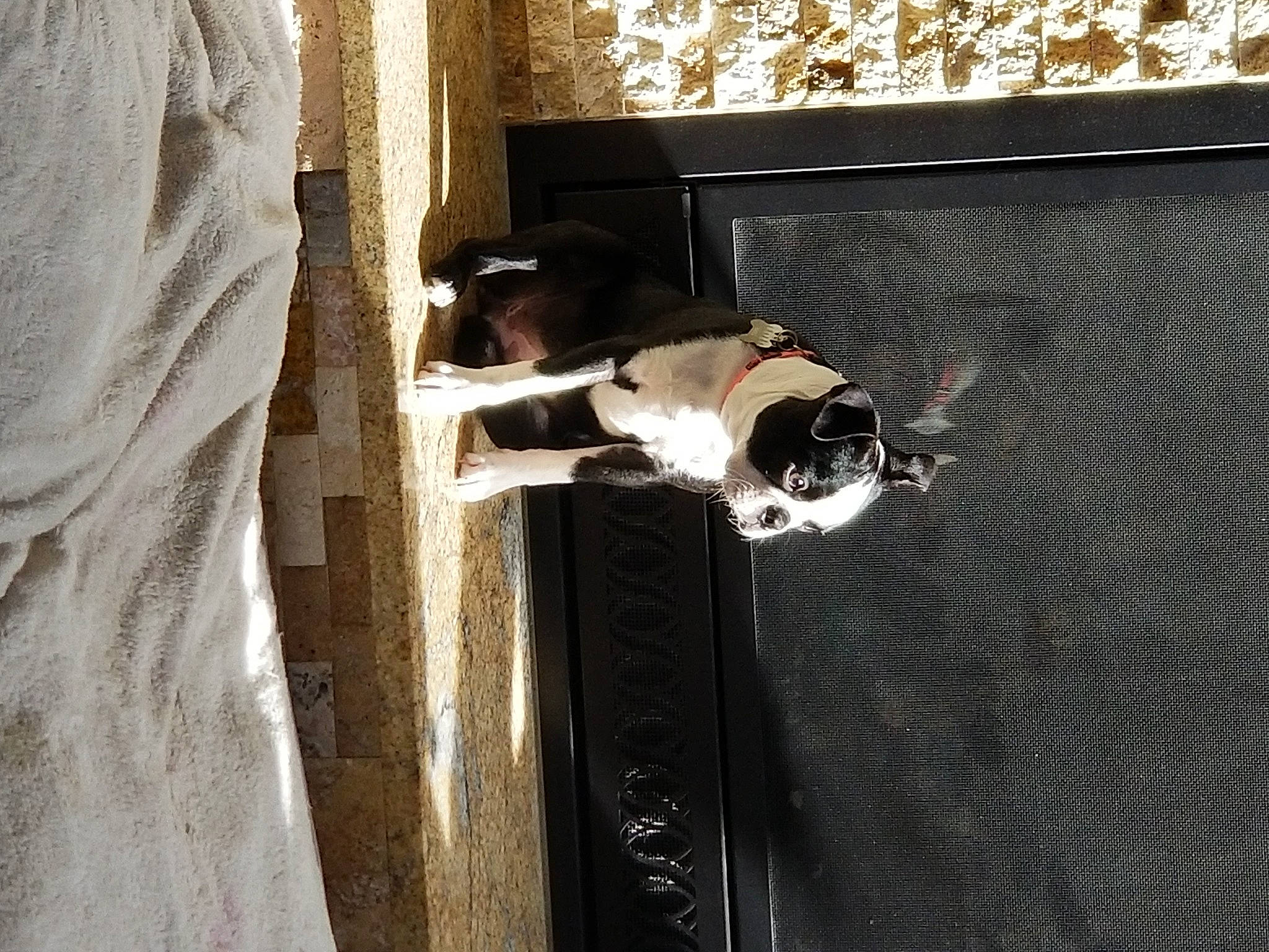 Maya joined the competition — help win amazing prizes! building, canidae, carnivore, dog, dog_breed, door, flooring, pet_supply, room, shadow, sporting_group, tints_and_shades, wall, window, wood