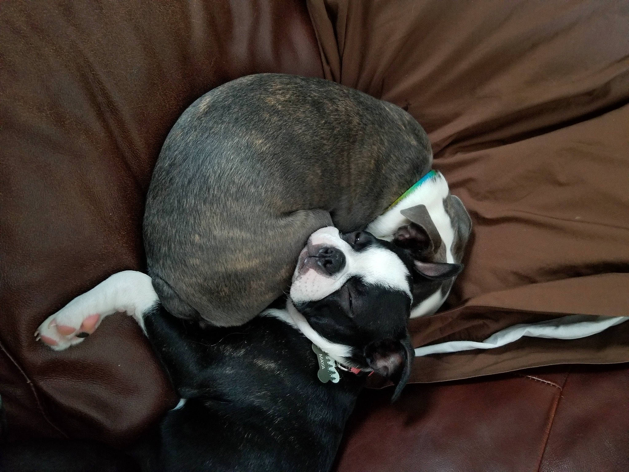 Maya joined the competition — help win amazing prizes! canidae, carnivore, collar, comfort, companion_dog, dog, dog_breed, dog_collar, dog_supply, ear, fawn, grey, paw, pet_supply, snout, sporting_group, tail, terrestrial_animal, whiskers, working_animal