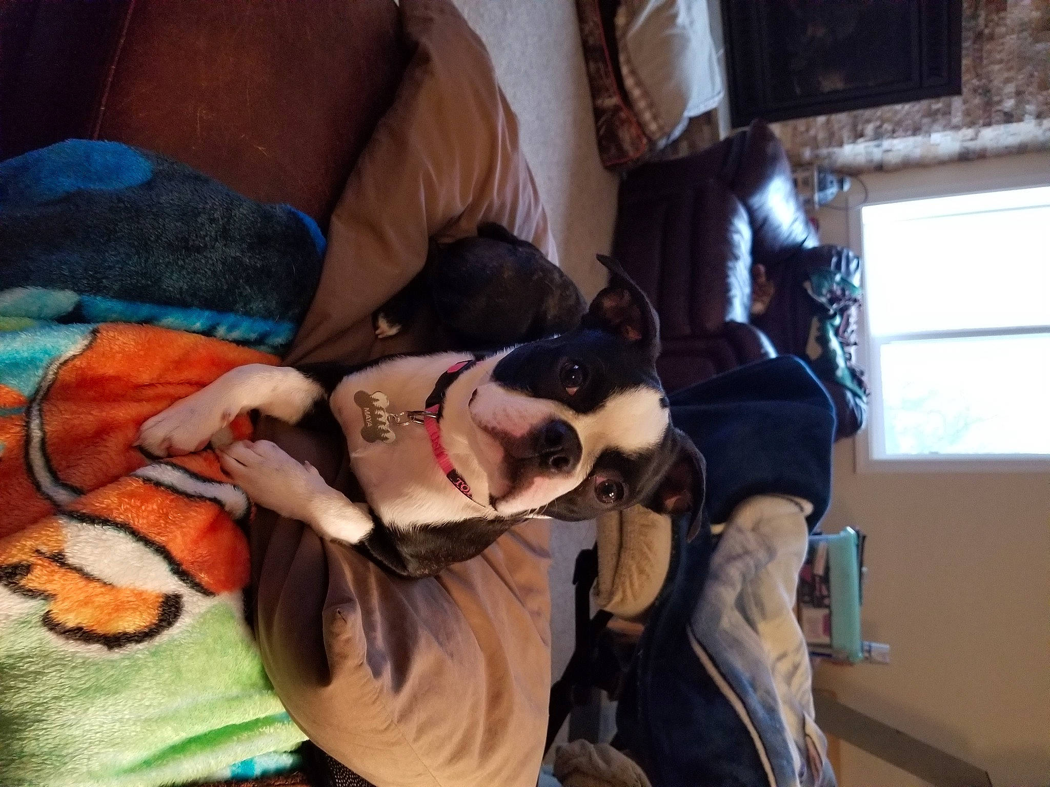 Maya is registered to the contest to win money with this photo: animation, child, comfort, companion_dog, costume, curtain, event, eyewear, fawn, fictional_character, fun, goggles, nail, personal_protective_equipment, room, sunglasses, thigh, tree, vision_care, window