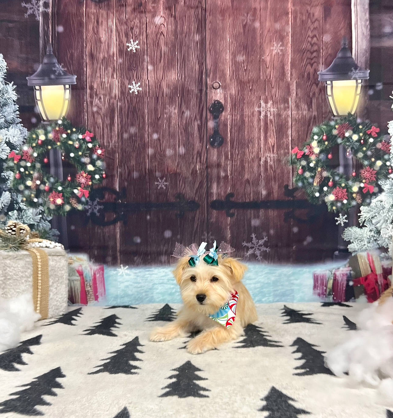 Coco Chanel joined the competition — help win amazing prizes! carnivore, christmas_decoration, christmas_ornament, christmas_tree, companion_dog, decoration, dog, dog_breed, dog_supply, event, fawn, interior_design, ornament, photograph, plant, snapshot, snow, tree, white, wood