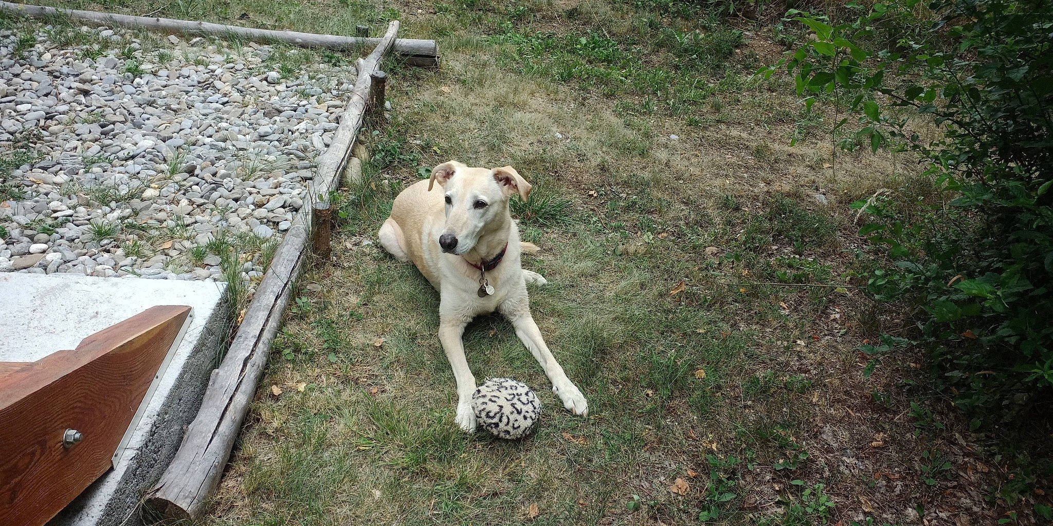 Zoya a rejoint le concours — aidez-le/la à gagner de superbes lots ! canidae, carnivore, collar, companion_dog, dog, dog_breed, dog_collar, dog_supply, fawn, fence, grass, paw, pet_supply, plant, snout, soil, sporting_group, street_dog, tail, working_animal