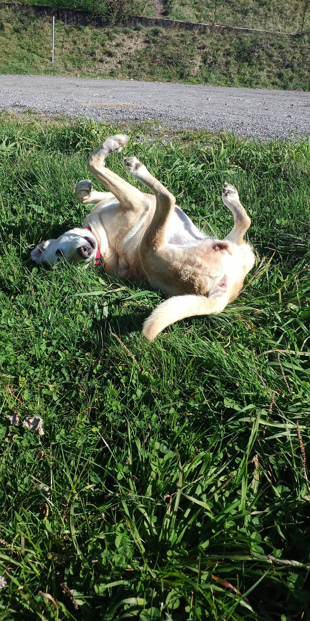 Zoya participe au concours pour gagner de l'argent avec cette photo : canidae, carnivore, companion_dog, dog, dog_breed, fawn, gesture, grass, grass_family, grassland, groundcover, lawn, pasture, plant, shrub, sporting_group, tail, terrestrial_animal, wildlife, working_animal