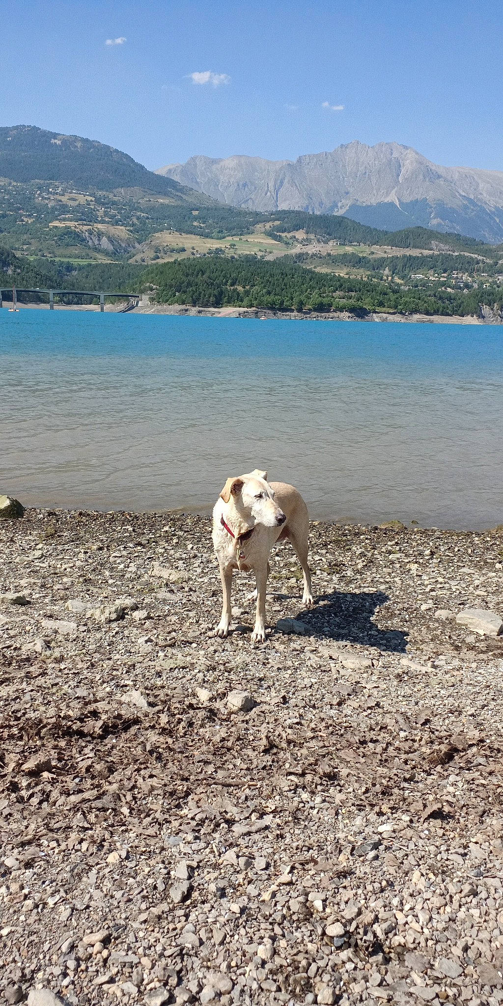 Zoya a rejoint le concours — aidez-le/la à gagner de superbes lots ! beach, canidae, carnivore, dog, dog_breed, ecoregion, fawn, hill, lake, landscape, mountain, mountain_range, sand, sky, soil, sporting_group, tree, water, wilderness, working_animal