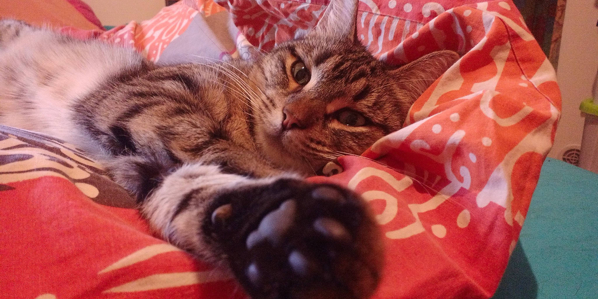 Naya a rejoint le concours — aidez-le/la à gagner de superbes lots ! bed, bedding, carnivore, cat, claw, cloud, comfort, domestic_short_haired_cat, fawn, felidae, fur, linens, nap, pattern, paw, sleep, small_to_medium_sized_cats, tail, terrestrial_animal, whiskers