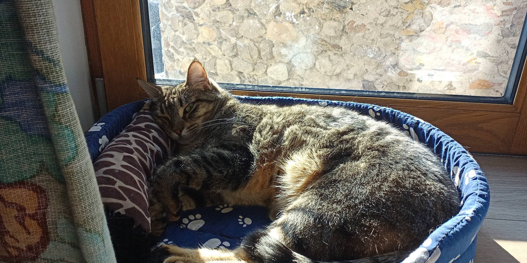 Naya participe au concours pour gagner de l'argent avec cette photo : blue, carnivore, cat, claw, comfort, curtain, domestic_short_haired_cat, felidae, fur, mat, nap, paw, sleep, small_to_medium_sized_cats, snout, tail, terrestrial_animal, whiskers, wood