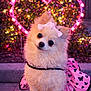 dog, pomeranian, small_dog, fluffy, bow, pink_bow, dress, butterfly_pattern, heart_lights, bokeh_lights, evening, pet_portrait, cute, big_eyes, fur, outdoor, sidewalk, festive_lights, costume, posing