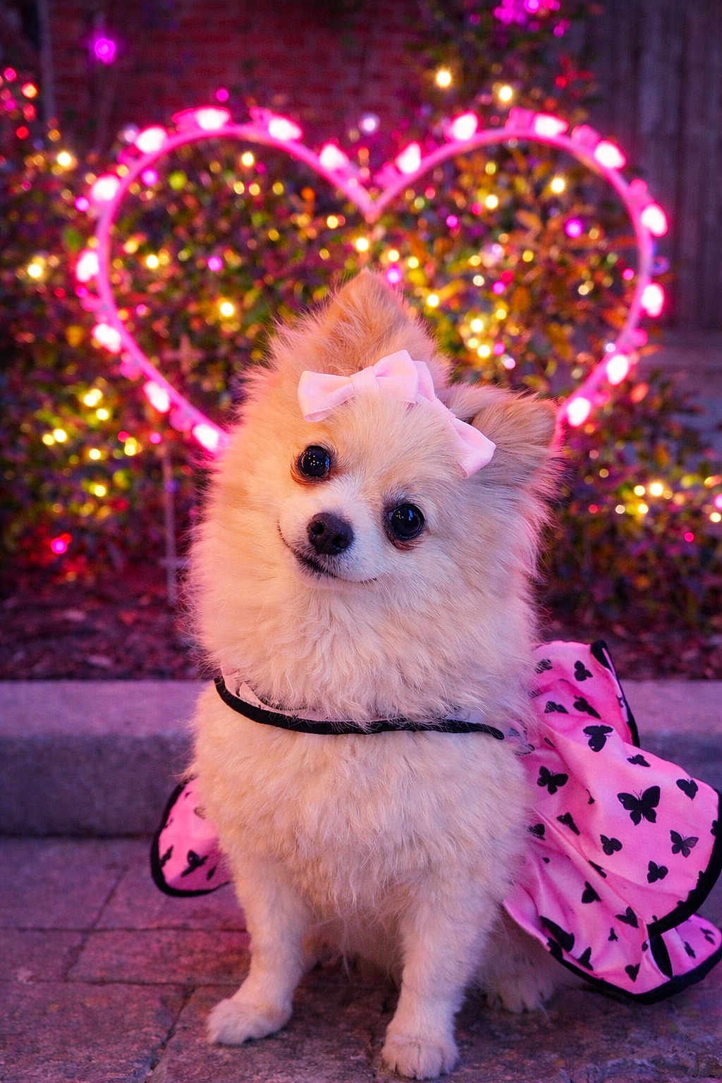 Amina is registered to the contest to win money with this photo: dog, pomeranian, small_dog, fluffy, bow, pink_bow, dress, butterfly_pattern, heart_lights, bokeh_lights, evening, pet_portrait, cute, big_eyes, fur, outdoor, sidewalk, festive_lights, costume, posing