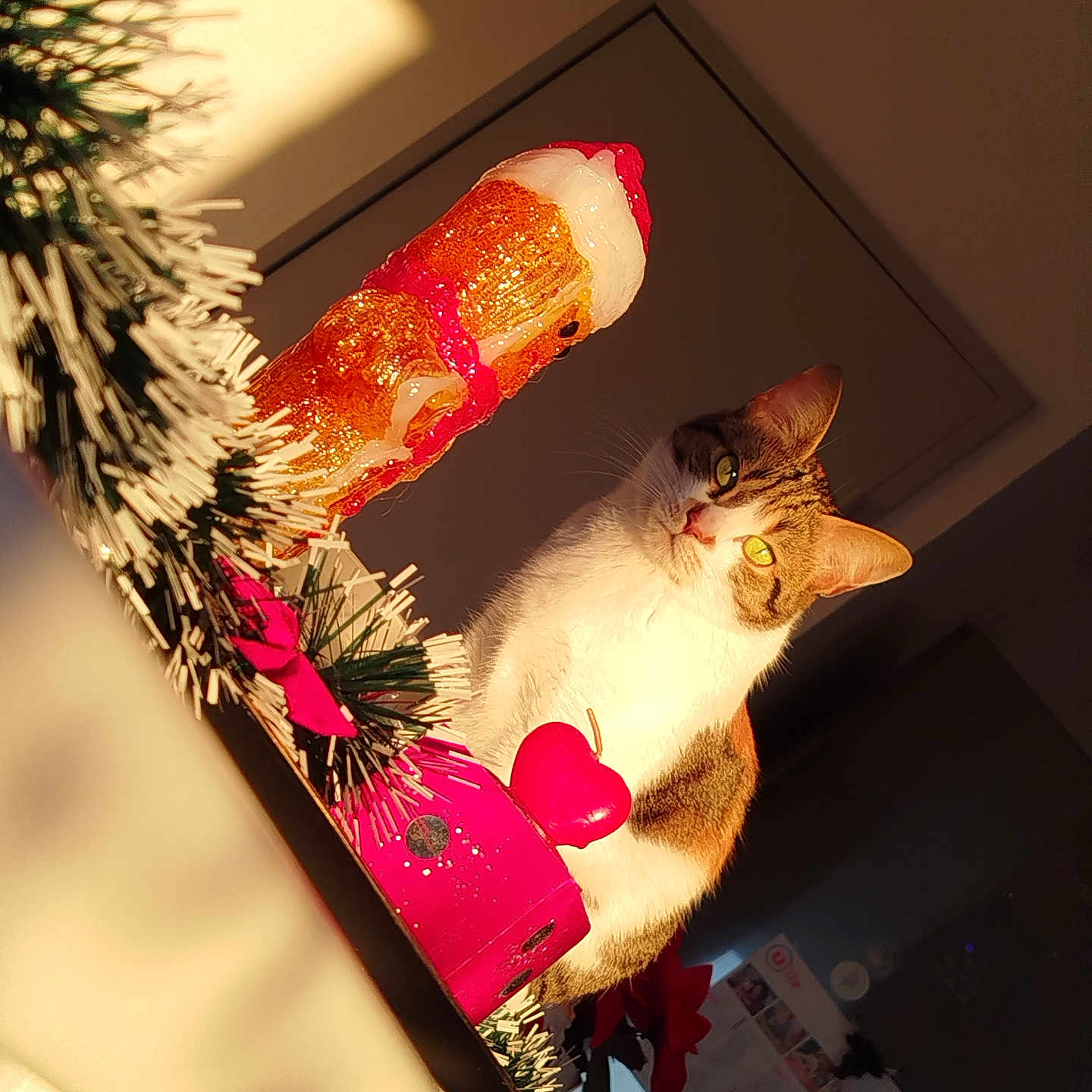 Symba a rejoint le concours — aidez-le/la à gagner de superbes lots ! abyssinian, accessories, animal, cat, closet, cupboard, flower, food, furniture, indoors, invertebrate, kitten, lobster, manx, pet, plant, pottedplant, seafood, sealife, wood