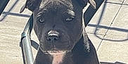 Dottie is registered to the contest to win money with this photo: alert, animal, black_dog, closeup, companion, concrete_floor, curious, daytime, dog, legs, metal_chair, outdoor, patio, pet, puppy, shadow, sitting, sunlight, white_chest, young_dog