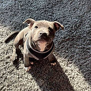 Dottie is registered to the contest to win money with this photo: puppy, dog, pet, indoor, carpet, sunlight, shadow, animal, cute, small, fur, ears, collar, sitting, looking_up, adorable, domestic, young, playful, friendly