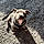 Dottie