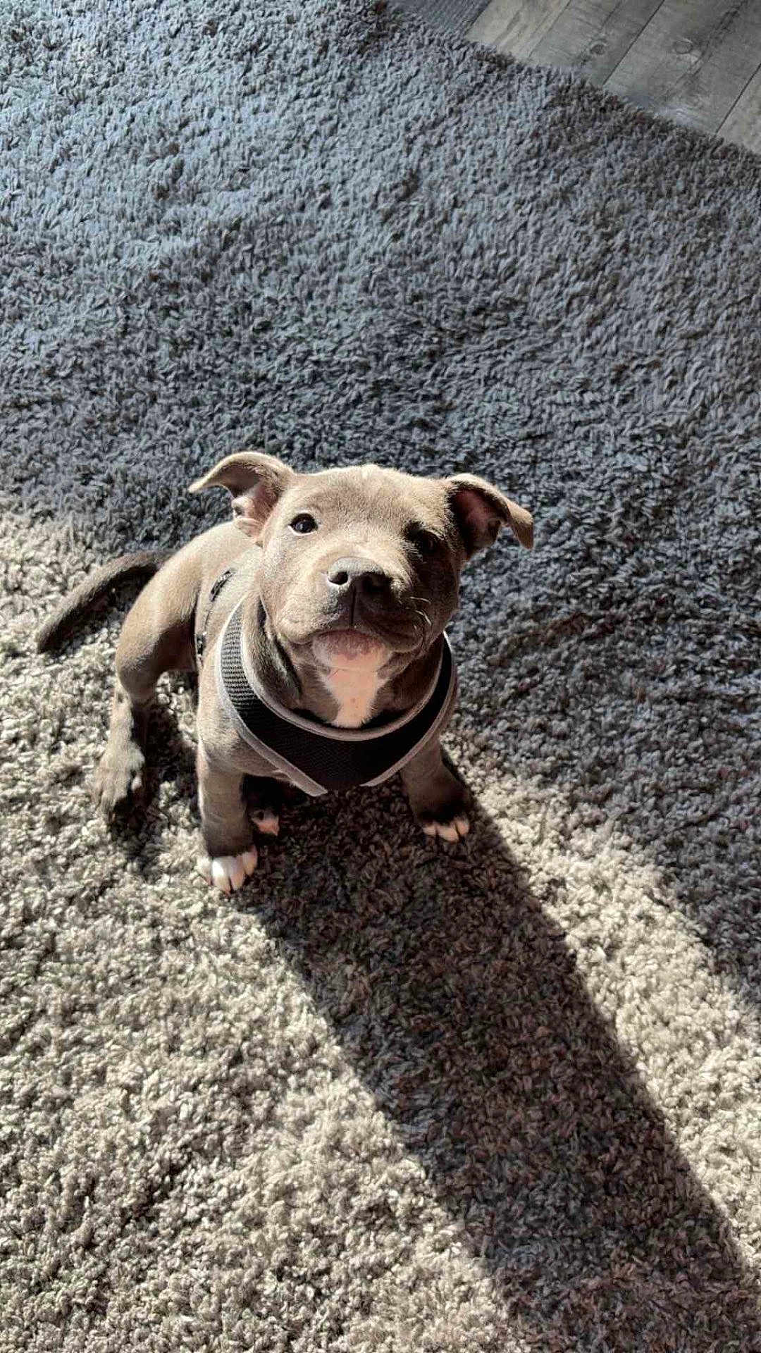 Dottie